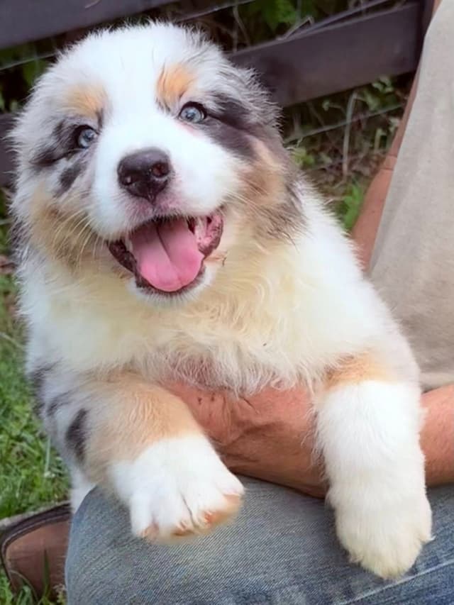 Australian Shepherd Puppies - Riggs X Natasha media 21