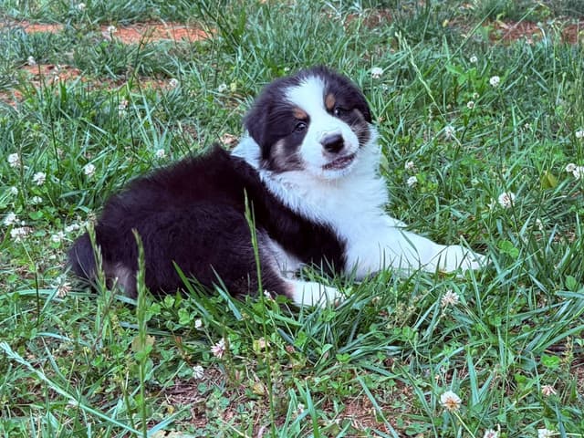 Australian Shepherd Puppies - Riggs X Natasha media 22