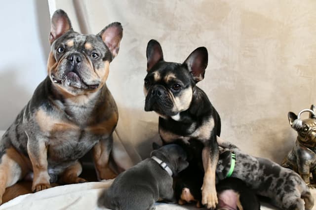 French Bulldog Puppies media 2
