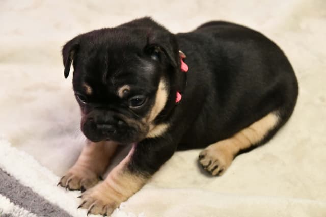 French Bulldog Puppies media 4