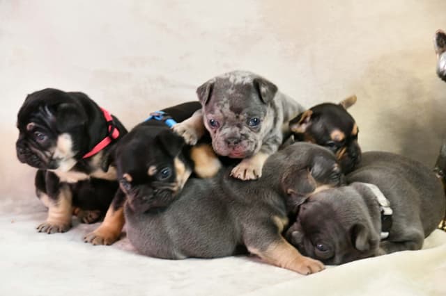 French Bulldog Puppies media 5