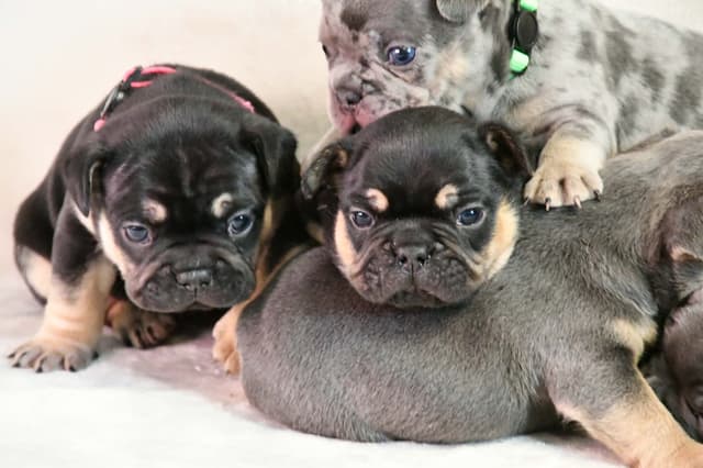French Bulldog Puppies media 6