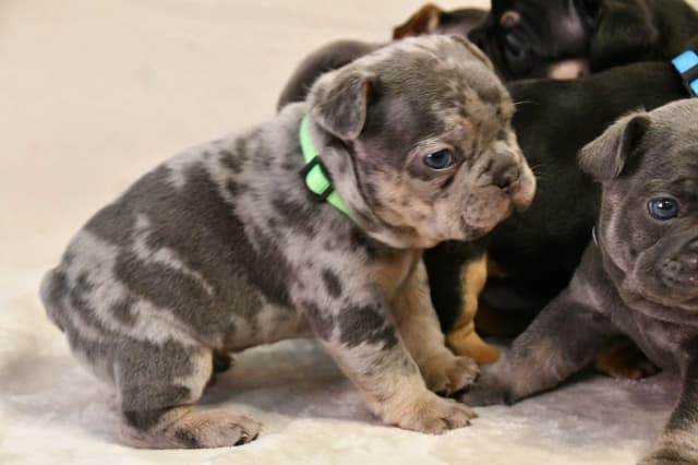 French Bulldog Puppies media 7