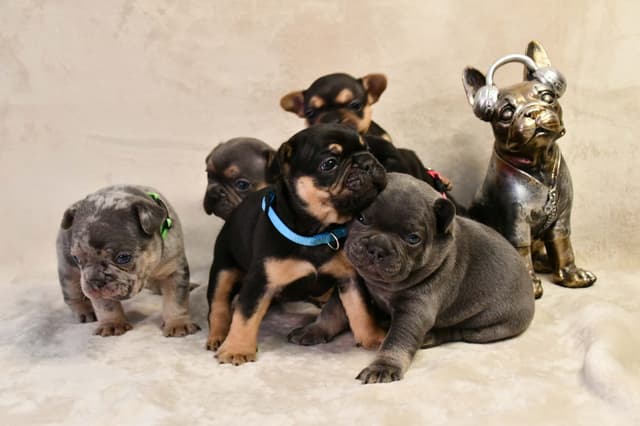 French Bulldog Puppies media 8