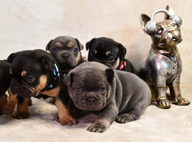 French Bulldog Puppies media 9