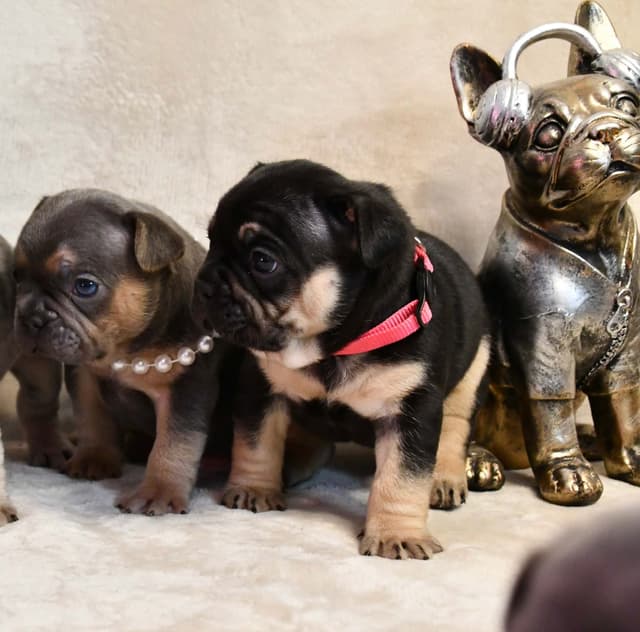 French Bulldog Puppies media 11