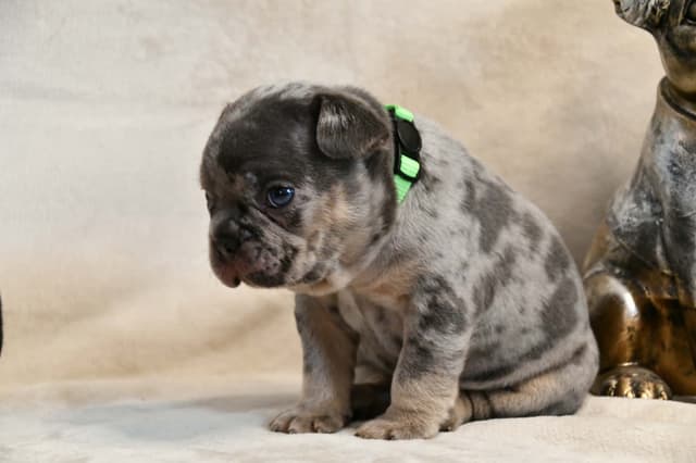 French Bulldog Puppies media 12