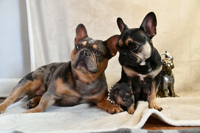 French Bulldog Puppies media 13