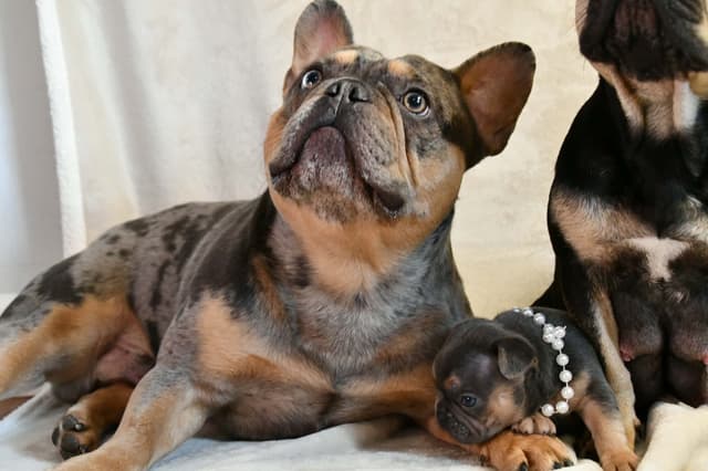 French Bulldog Puppies media 14