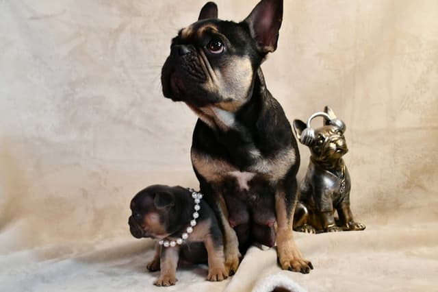 French Bulldog Puppies media 15