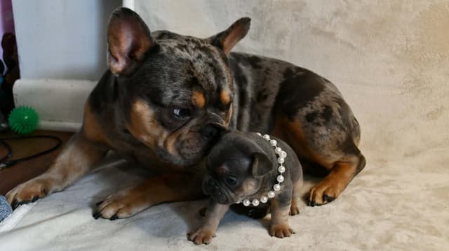 French Bulldog Puppies media 16
