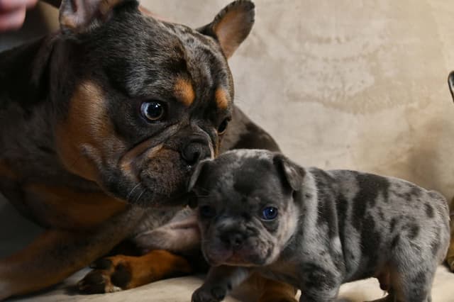French Bulldog Puppies media 17