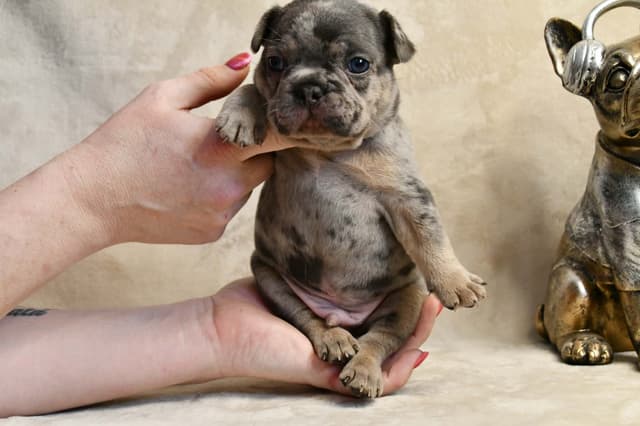 French Bulldog Puppies media 18