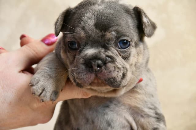 French Bulldog Puppies media 19