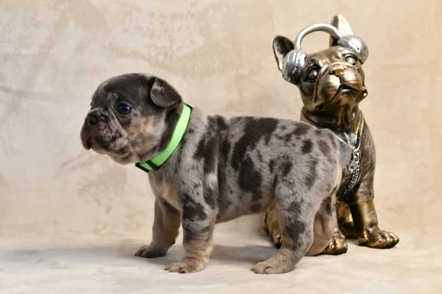 French Bulldog Puppies media 20