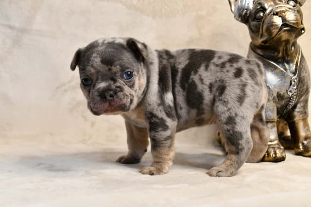 French Bulldog Puppies media 21