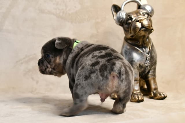 French Bulldog Puppies media 22