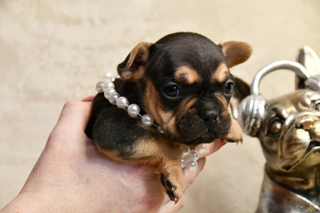 French Bulldog Puppies media 23