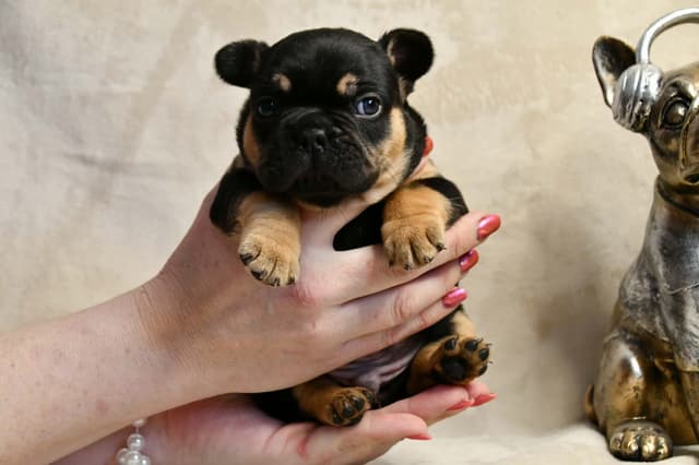 French Bulldog Puppies media 24