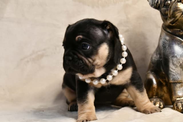 French Bulldog Puppies media 25