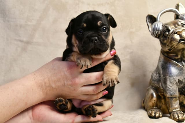 French Bulldog Puppies media 27