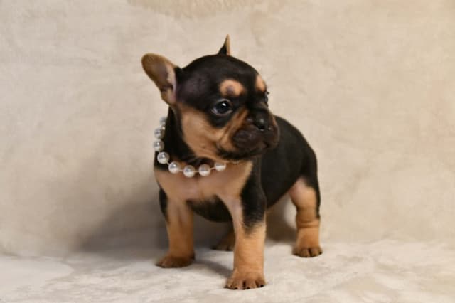 French Bulldog Puppies media 28