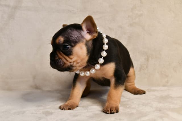 French Bulldog Puppies media 29