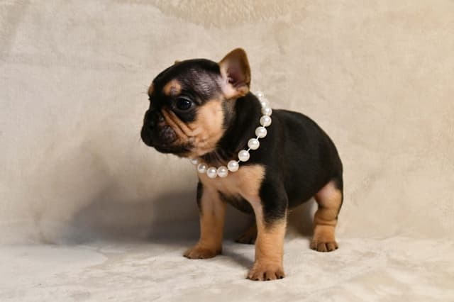 French Bulldog Puppies media 30