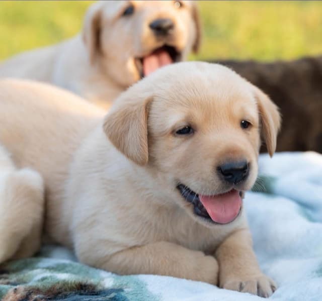 Labrador Retriever Puppies media 3