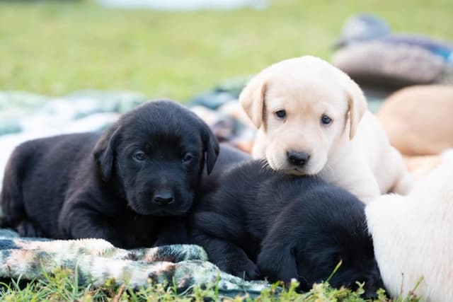 Labrador Retriever Puppies media 4