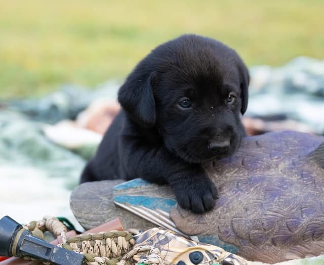 Labrador Retriever Puppies media 5