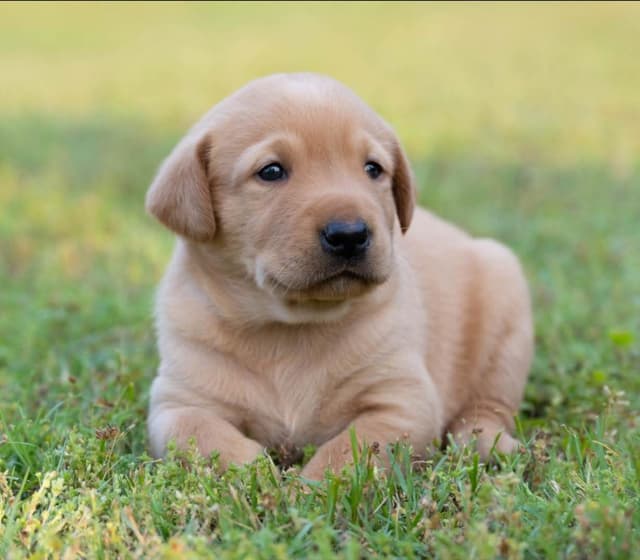 Labrador Retriever Puppies media 6