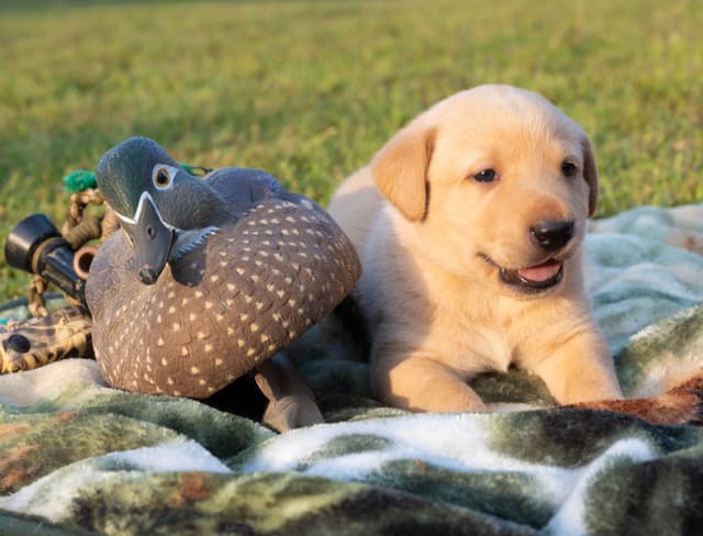 Labrador Retriever Puppies media 7