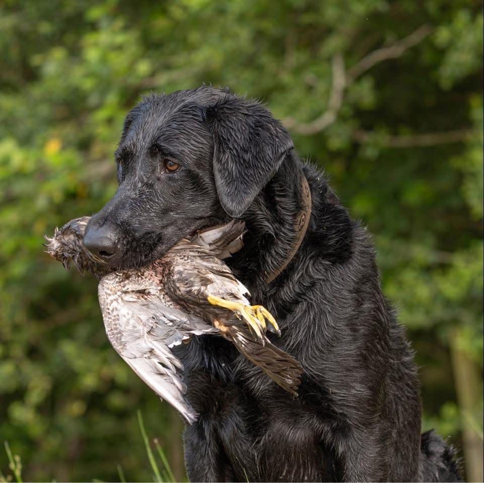 Labrador Retriever Puppies breeder image 4