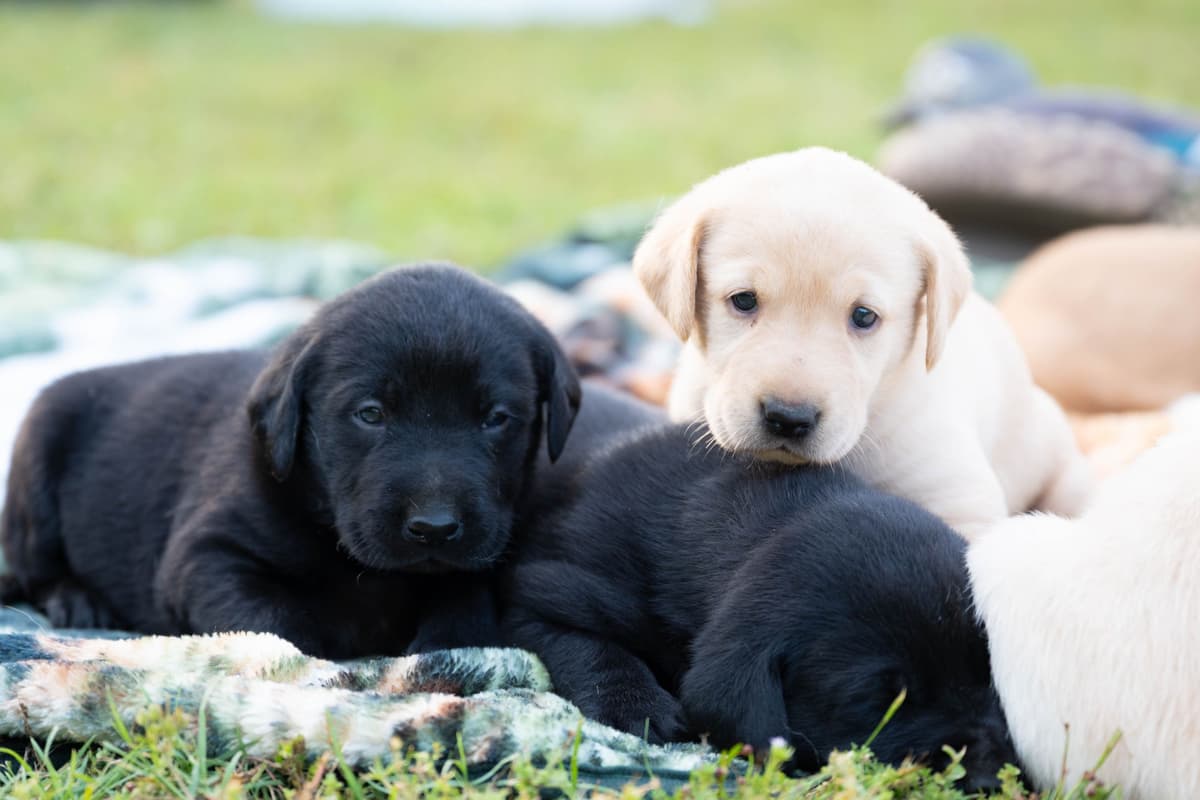 Labrador Retriever Puppies breeder image 5