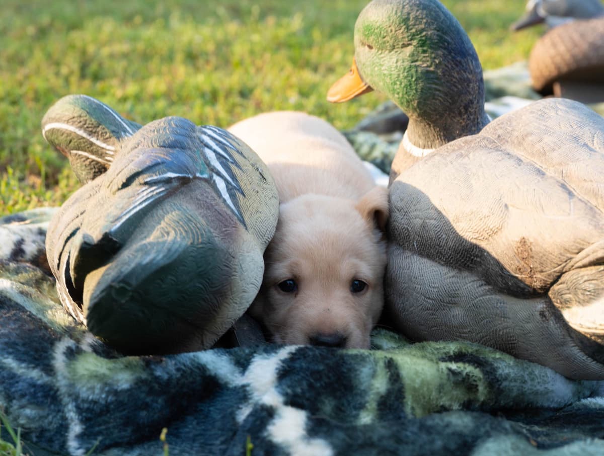 Labrador Retriever Puppies breeder image 6