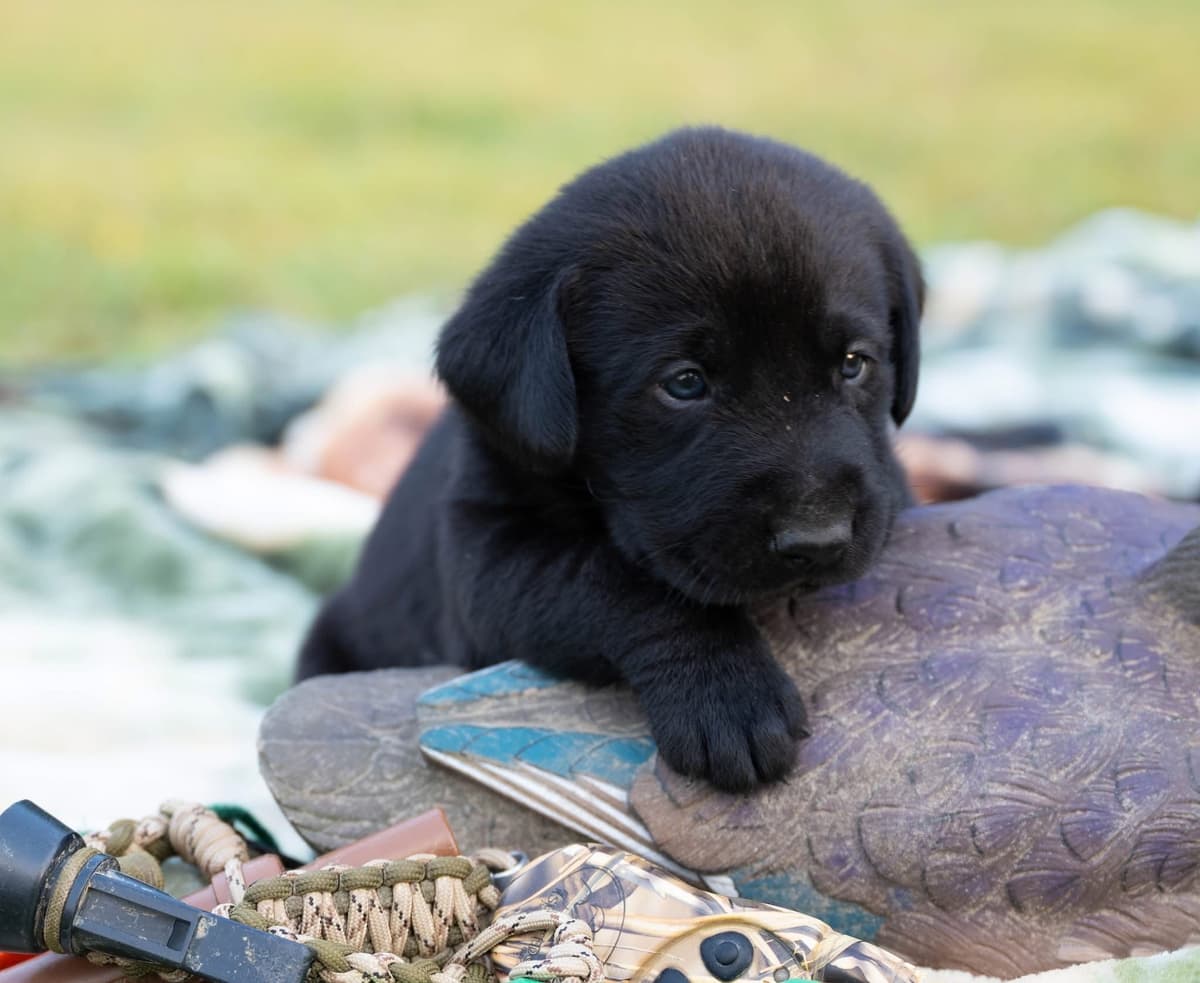 Labrador Retriever Puppies breeder image 7