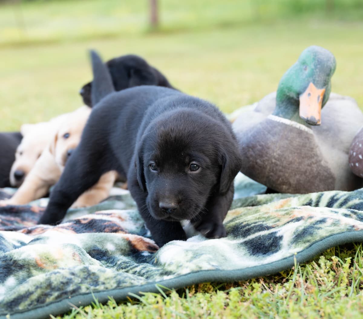 Labrador Retriever Puppies breeder image 8