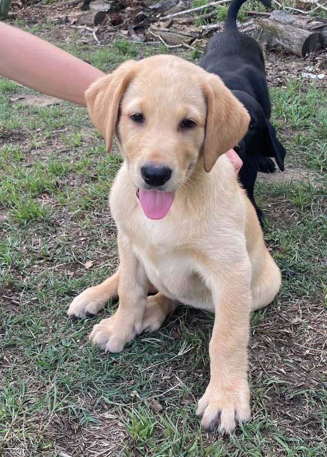 Labrador Retriever Puppies media 10