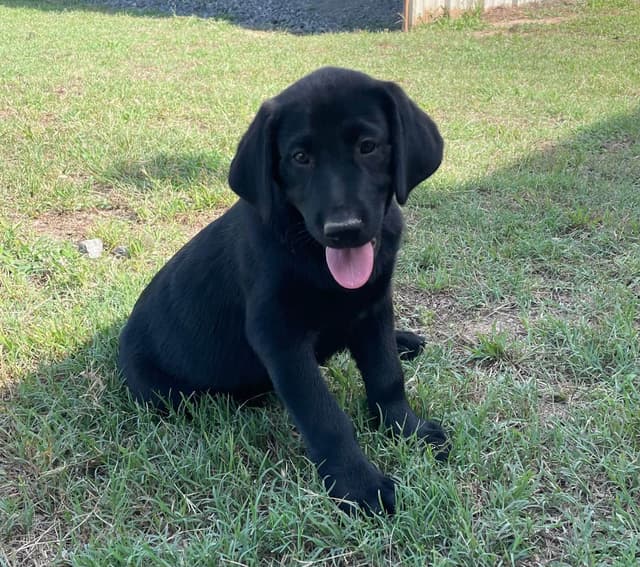 Labrador Retriever Puppies media 11