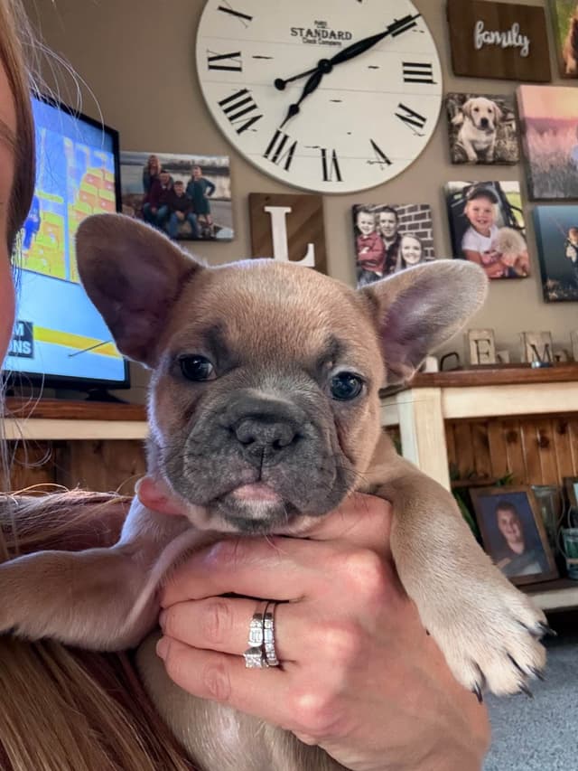 French Bulldog Puppies media 2