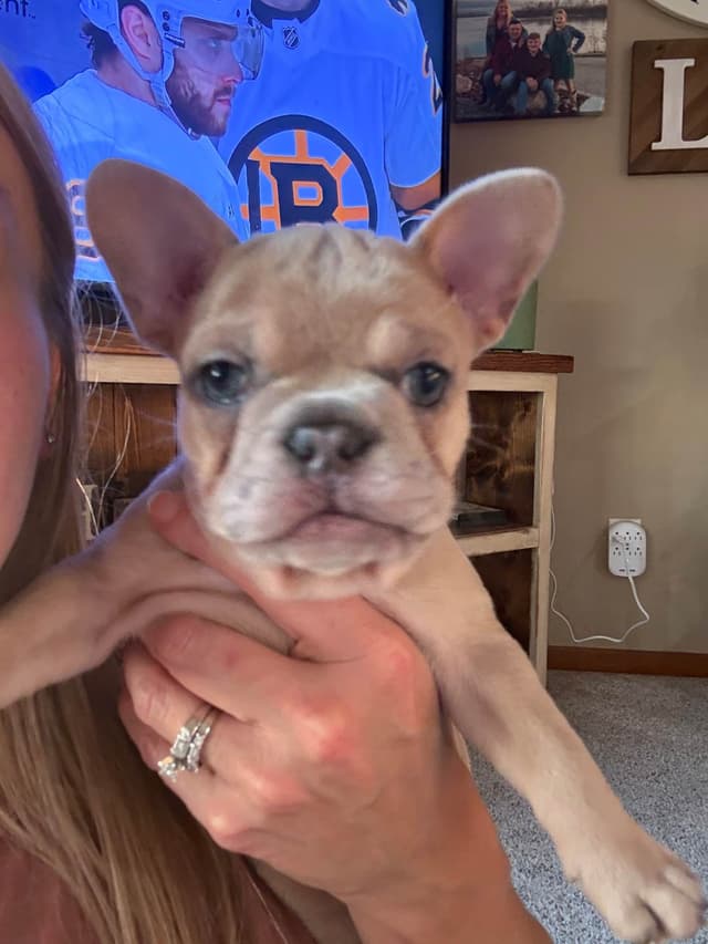 French Bulldog Puppies media 3