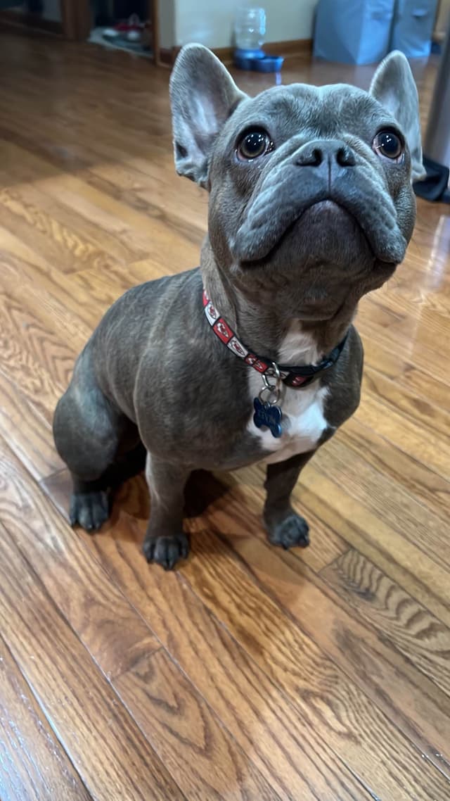 French Bulldog Puppies media 4