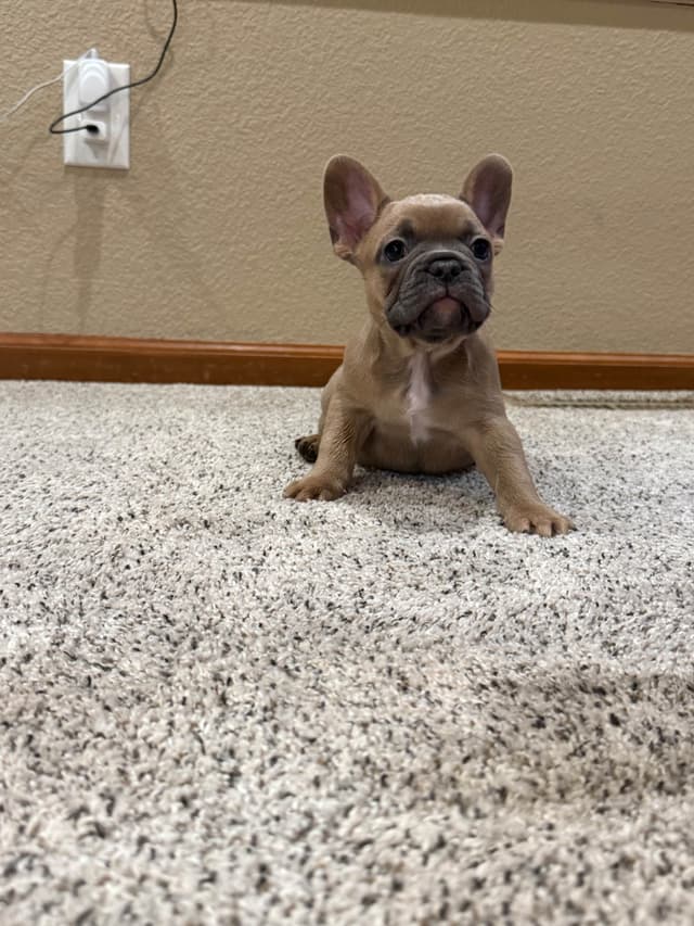 French Bulldog Puppies media 5