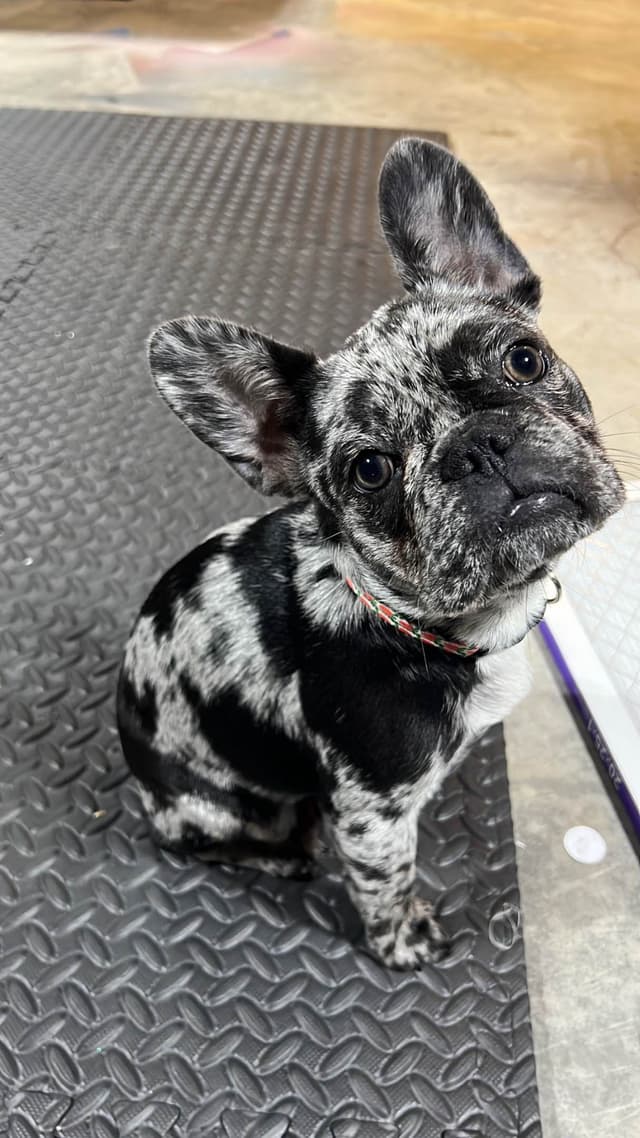 French Bulldog Puppies media 6
