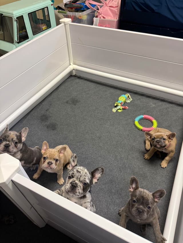 French Bulldog Puppies media 8