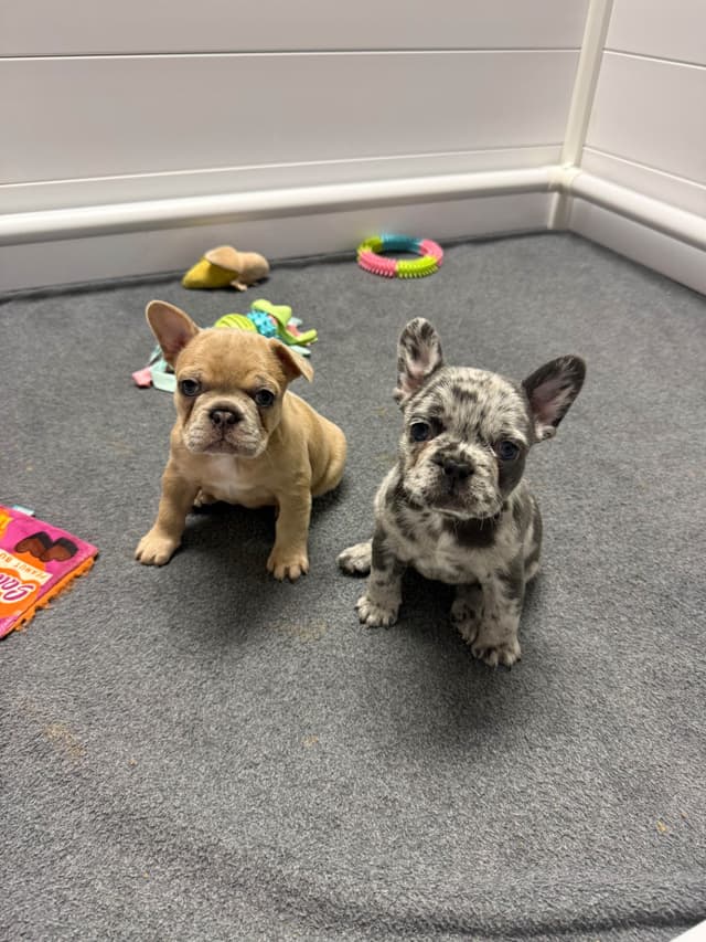French Bulldog Puppies media 9