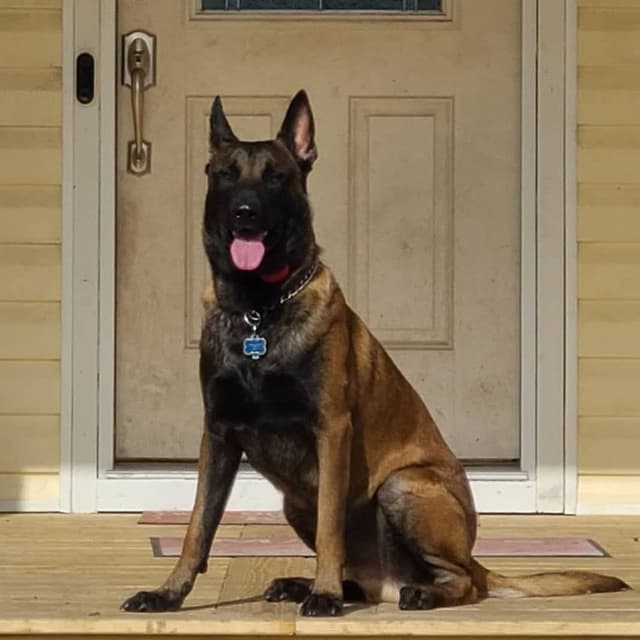 Belgian Malinois Puppies media 2