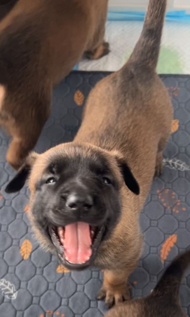 Belgian Malinois Puppies media 4