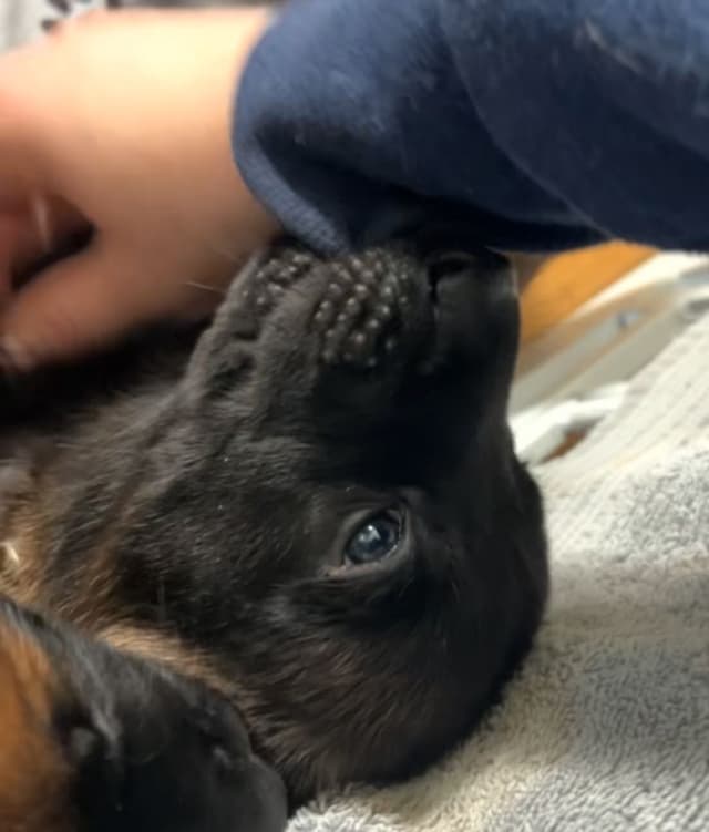 Belgian Malinois Puppies media 3